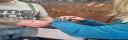 Sugar Glider rodents for sale: Sugar glider - Advert 3