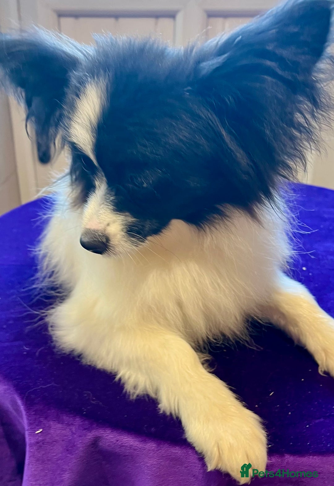 Papillon dogs for sale: Big and Beautiful  - Image 9
