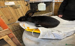 Rex rabbits for sale: 2 standard rex bucks - Image 2