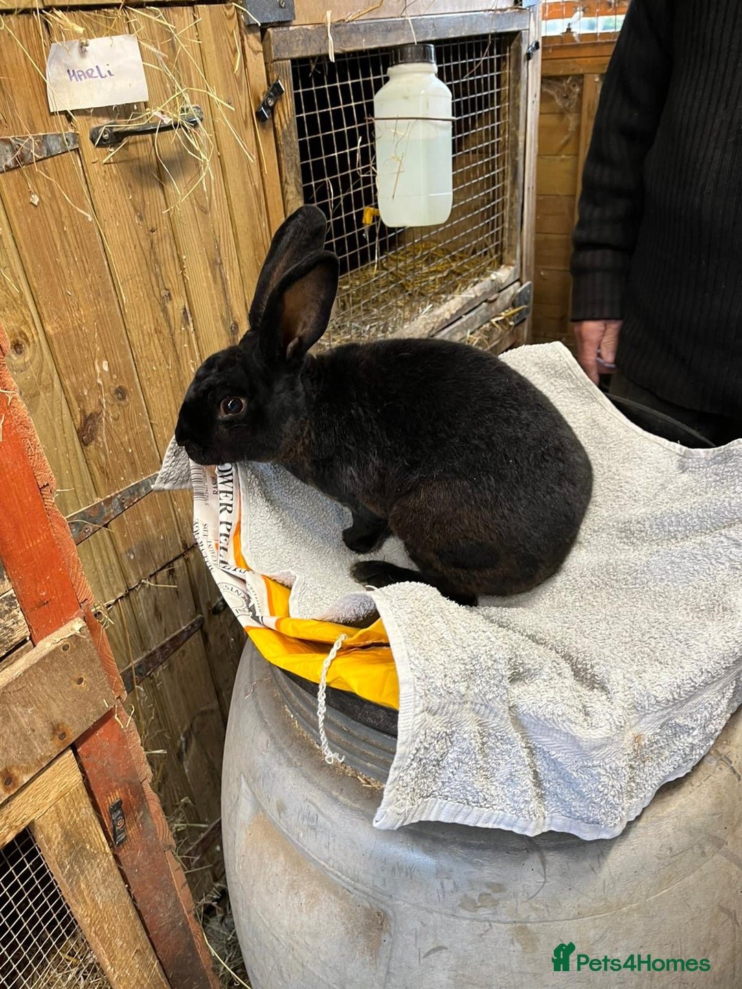Rex rabbits for sale: 2 standard rex bucks - Image 2