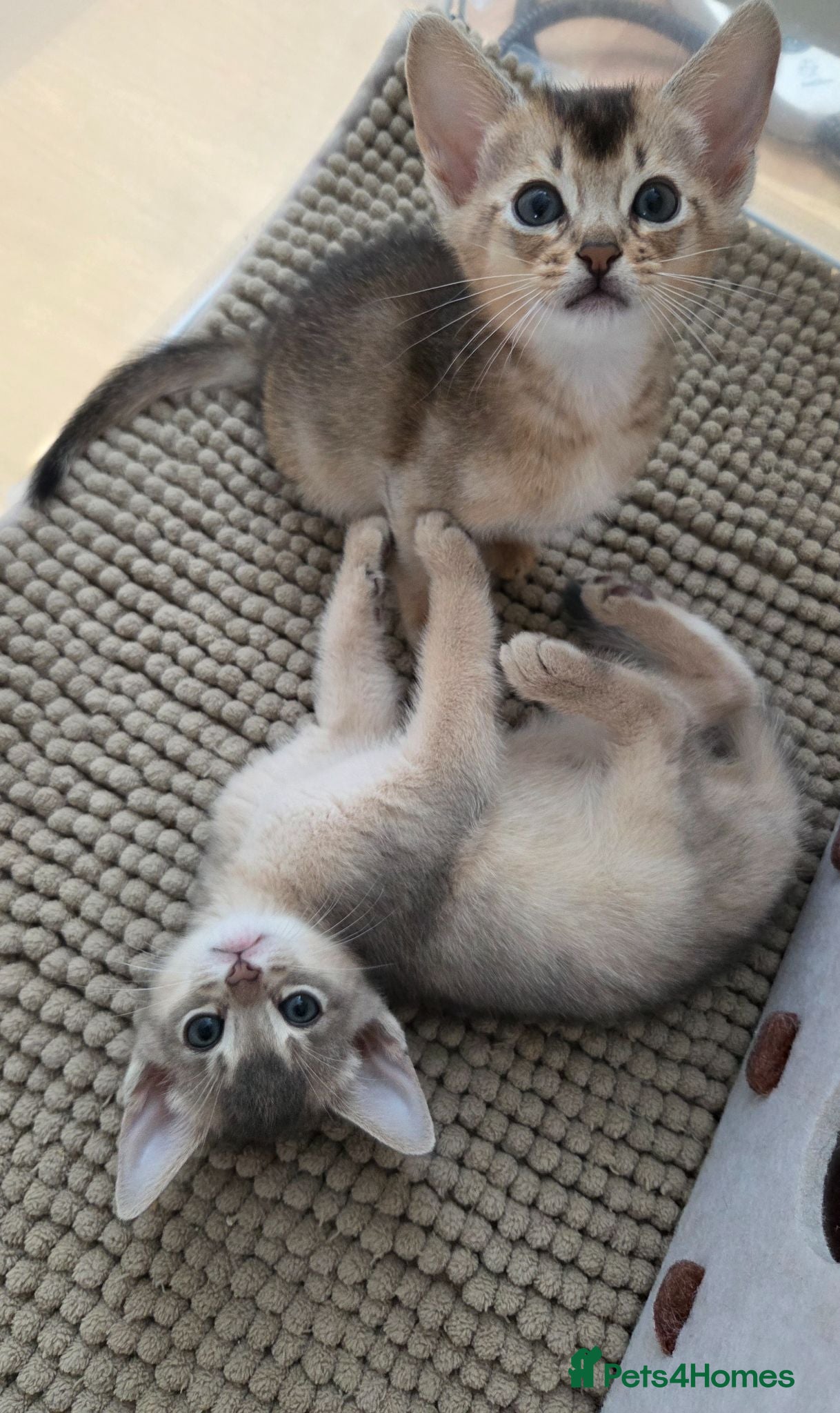 Abyssinian cats ⚜️Last 2 kittens -Beautiful Abyssinian Kittens🏆 - Advert 2