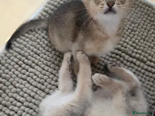 Abyssinian cats for sale: 2 Adorable Abyssinian kittens - TICA registered❤️ - Advert 2