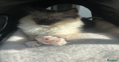 Ragdoll cats - Advert 15