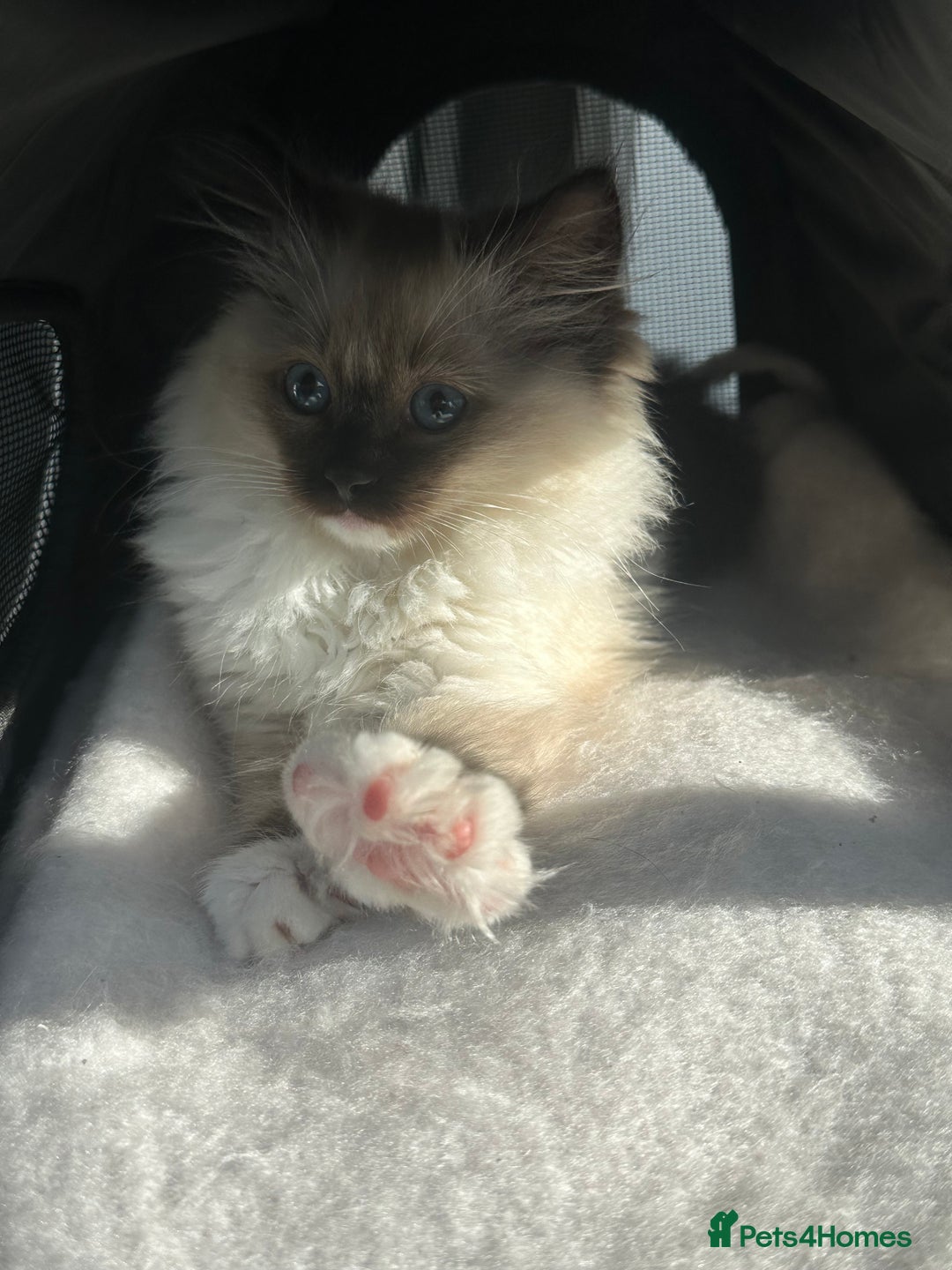 Ragdoll cats for sale: Lovely kitten ready for her forever home 🩷 - Image 3