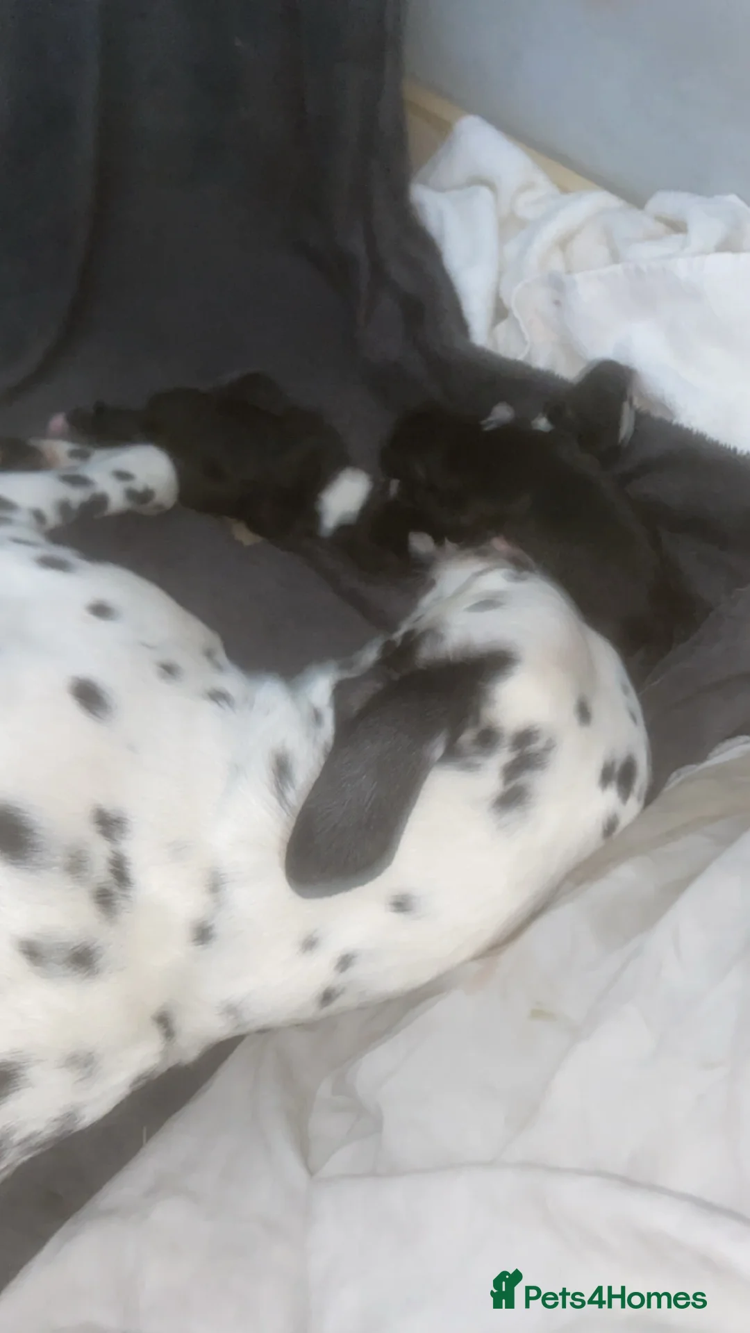 Mixed Breed dogs for sale: Dalmatian X Staffy Pupsss 💙🩷🐶 in Manchester - Advert 11