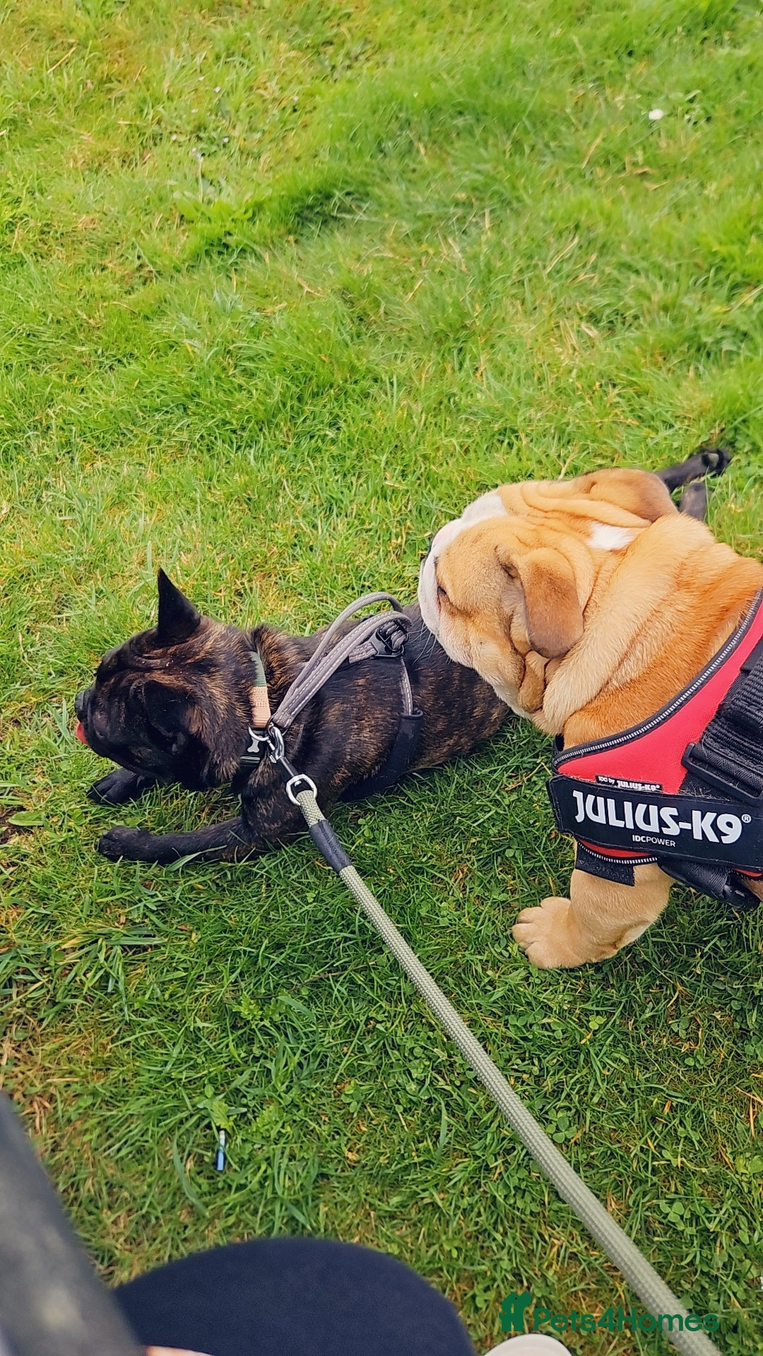 English Bulldog dogs for sale: 2 year old English Bulldog for sale.  - Image 5