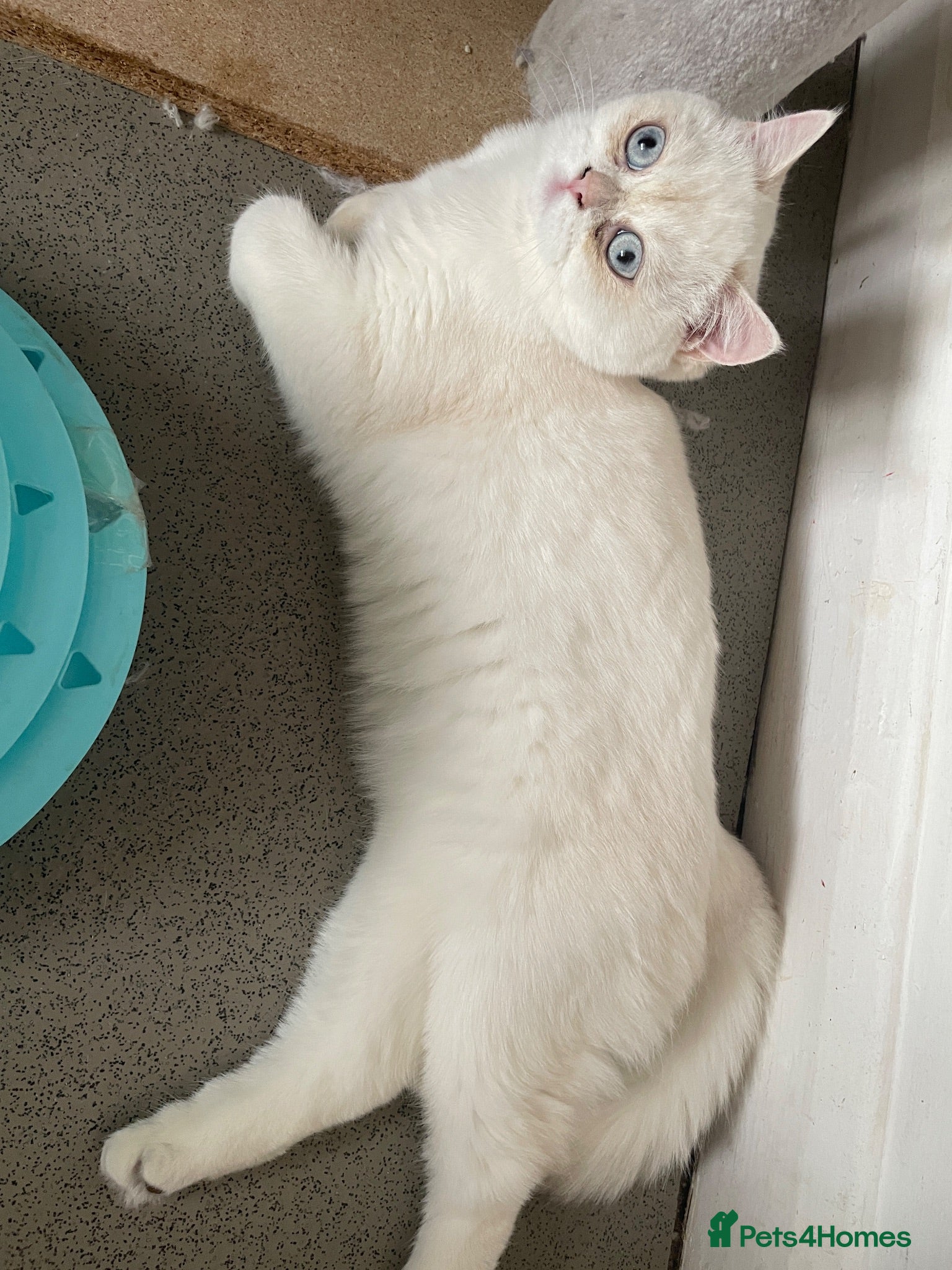 British Shorthair cats Beautiful White British Shorthair Female Blue Eyes - Advert 6