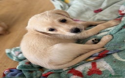 Goldador dogs for sale: Beautiful goldador puppies 3 boys available - Image 4