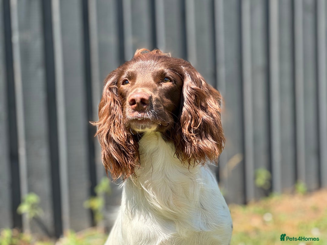 English Springer Spaniel dogs for stud: CHAMPIONSHIP WINNER 2025,ROSEBAY BLUE,HEALTHTESTED in Bristol - Image 11