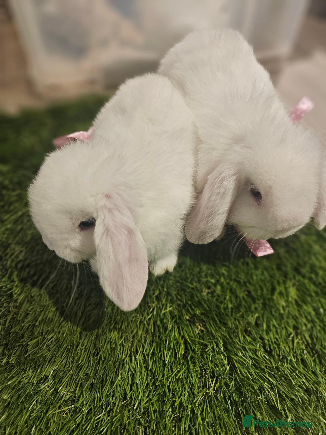 Mini Lop rabbits for sale: Pure Mini Lop Babies  - Advert 13