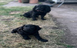 Cocker Spaniel dogs for sale: Male working cocker spaniel puppy kc reg - Image 9