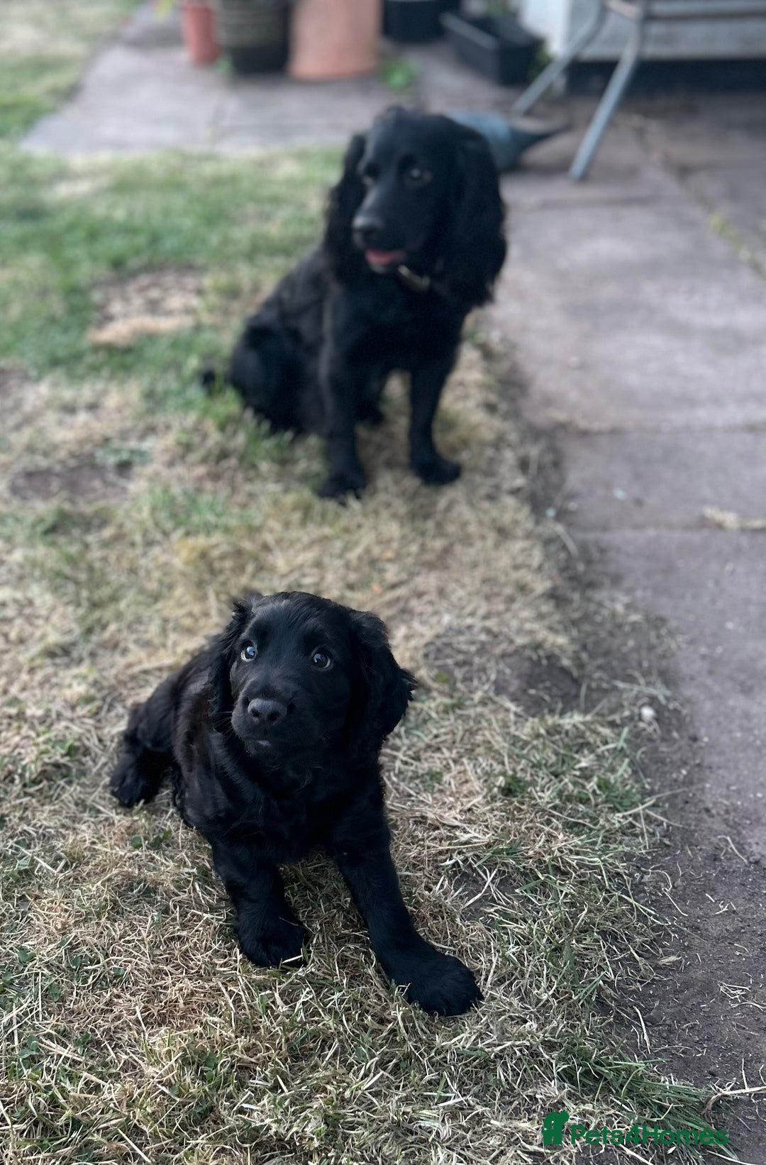 Cocker Spaniel dogs for sale: Male working cocker spaniel puppy kc reg - Image 9