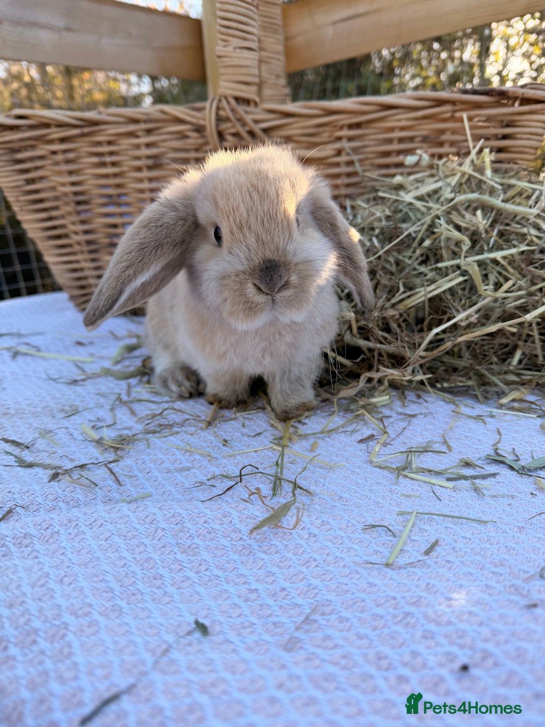 Mini Lop rabbits for sale: Mini Lop bunnies  - Advert 14