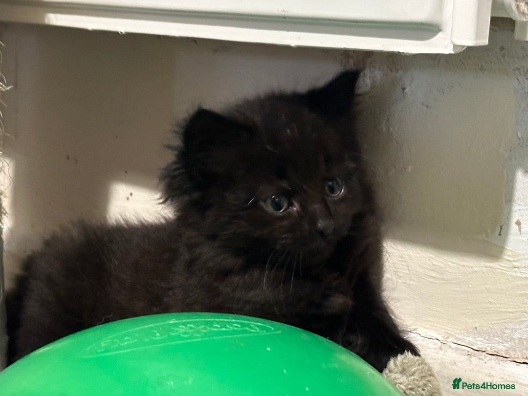 Domestic Shorthair cats for sale: Cute kittens in Dagenham - Image 10