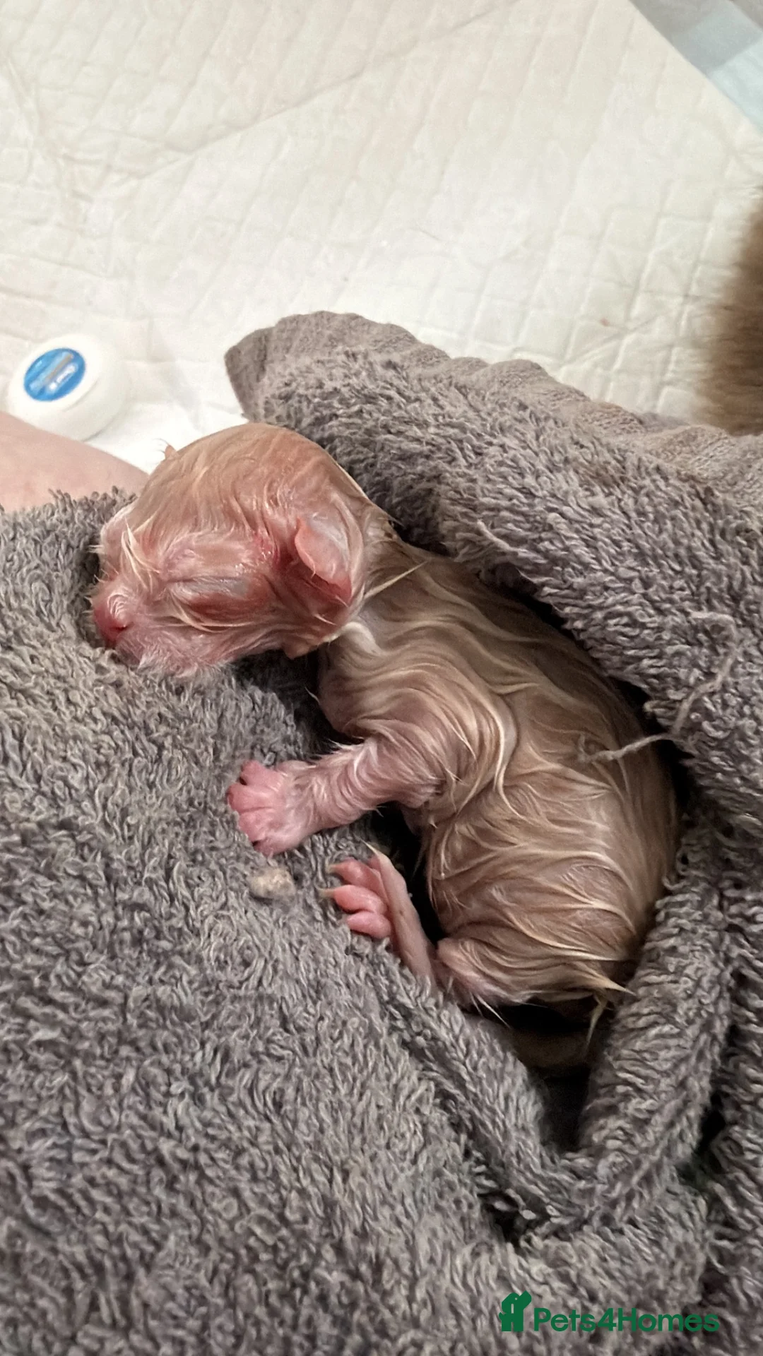 Mixed Breed cats for sale: Exotic Persian cross kittens  - Advert 10