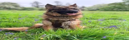 German Shepherd dogs for sale: Gentle 2 year old SPAYED German Shepherd in Exeter - Advert 17