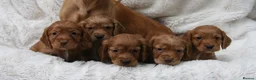 Cocker Spaniel dogs for sale: 🌟 EXCEPTIONAL COCKER SPANIEL PUPPIES 🌟 - Advert 5
