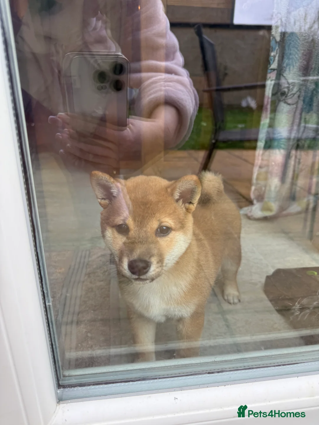 Japanese Shiba Inu dogs for sale: Japanese Shiba Inu 🇯🇵🩷 - Advert 2