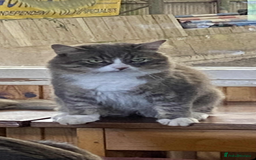 Mixed Breed cats for sale: Chinchilla Persian x kittens  - Image 5