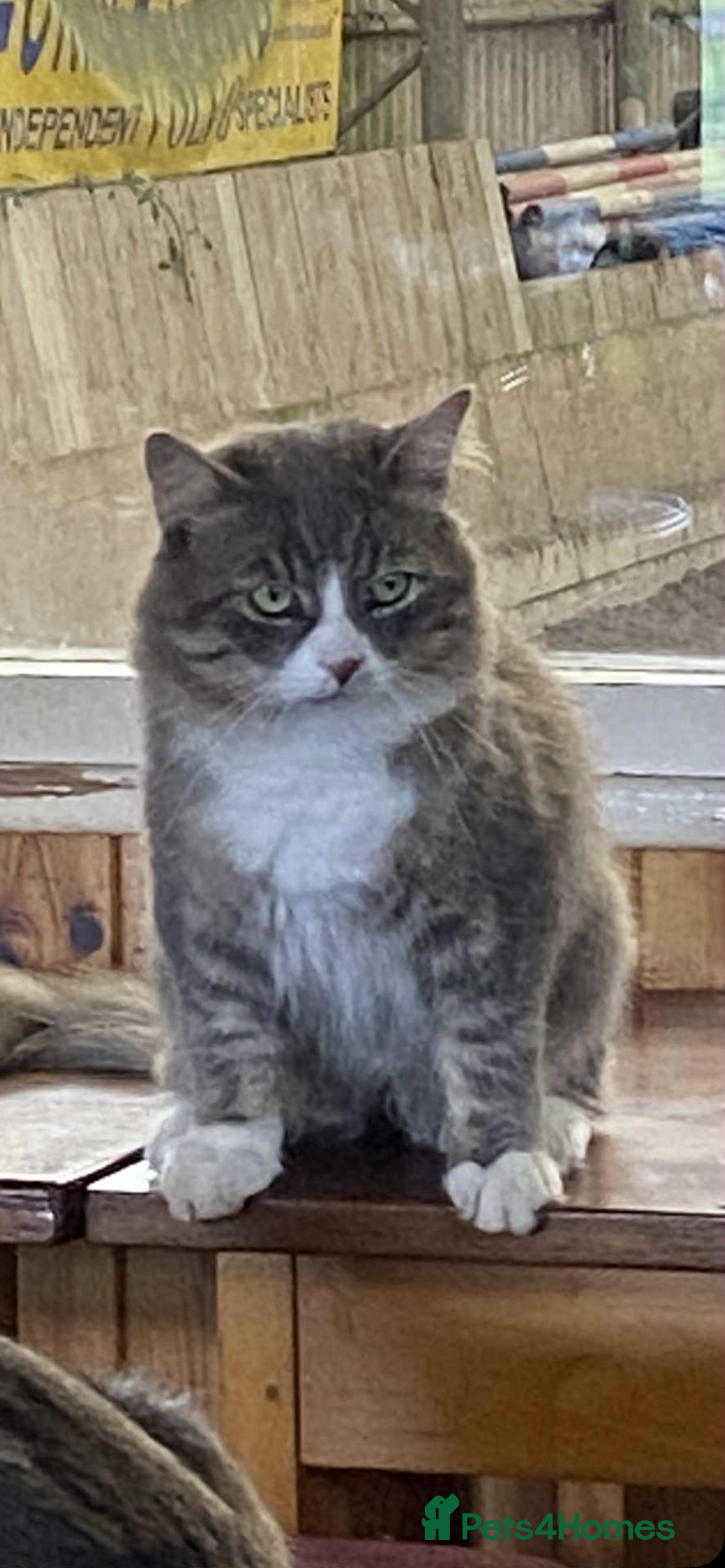 Mixed Breed cats for sale: Chinchilla Persian x kittens  - Image 5