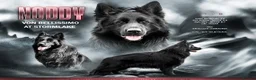 German Shepherd dogs for stud: Superb Long Coat Solid Black KC Reg  *STUD* - Advert 4
