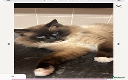Ragdoll cats for sale: Pedigree Ragdoll Kittens (2xM,1xF) TICA Registered - Image 7