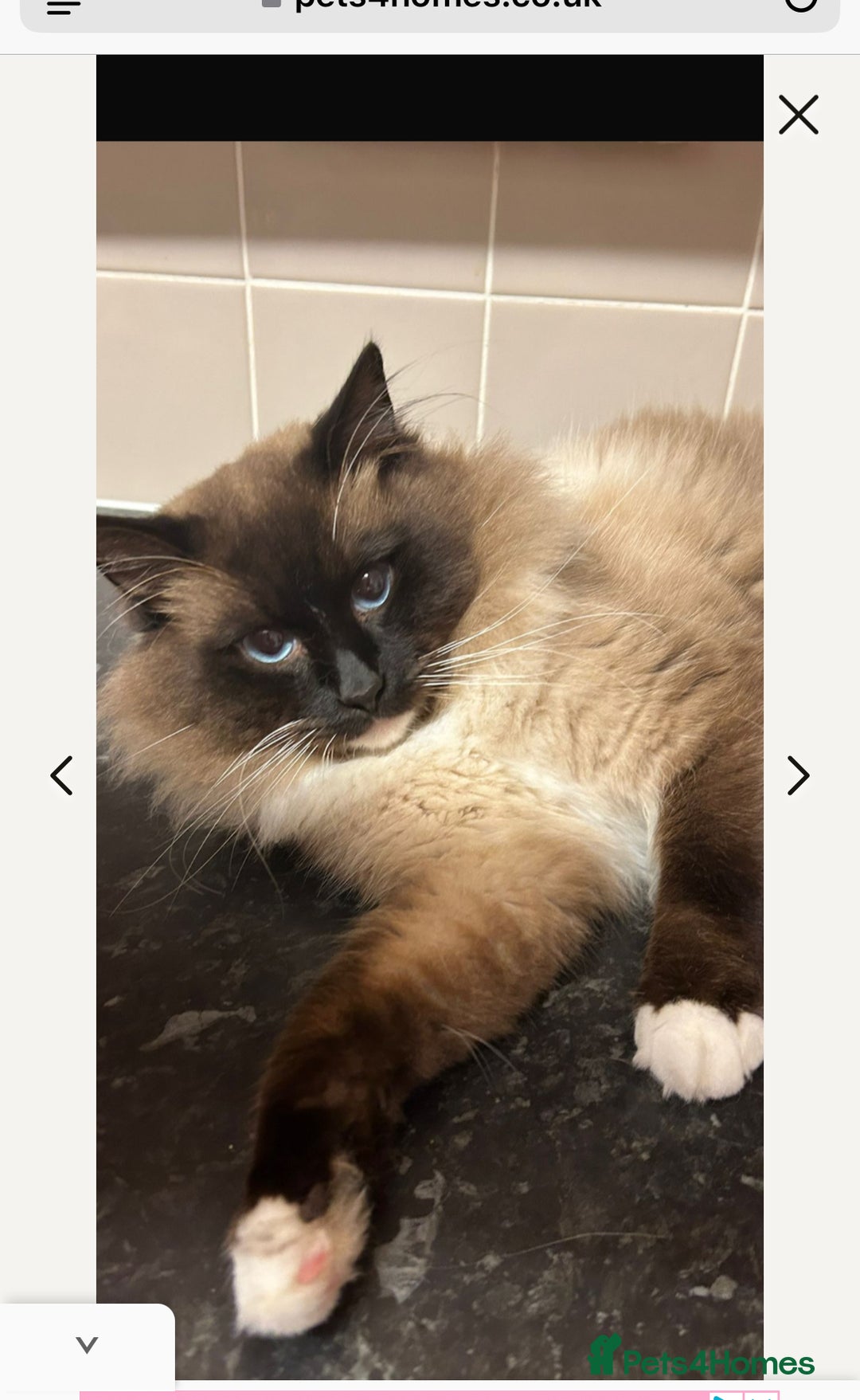 Ragdoll cats for sale: Pedigree Ragdoll Kittens (2xM,1xF) TICA Registered - Image 7