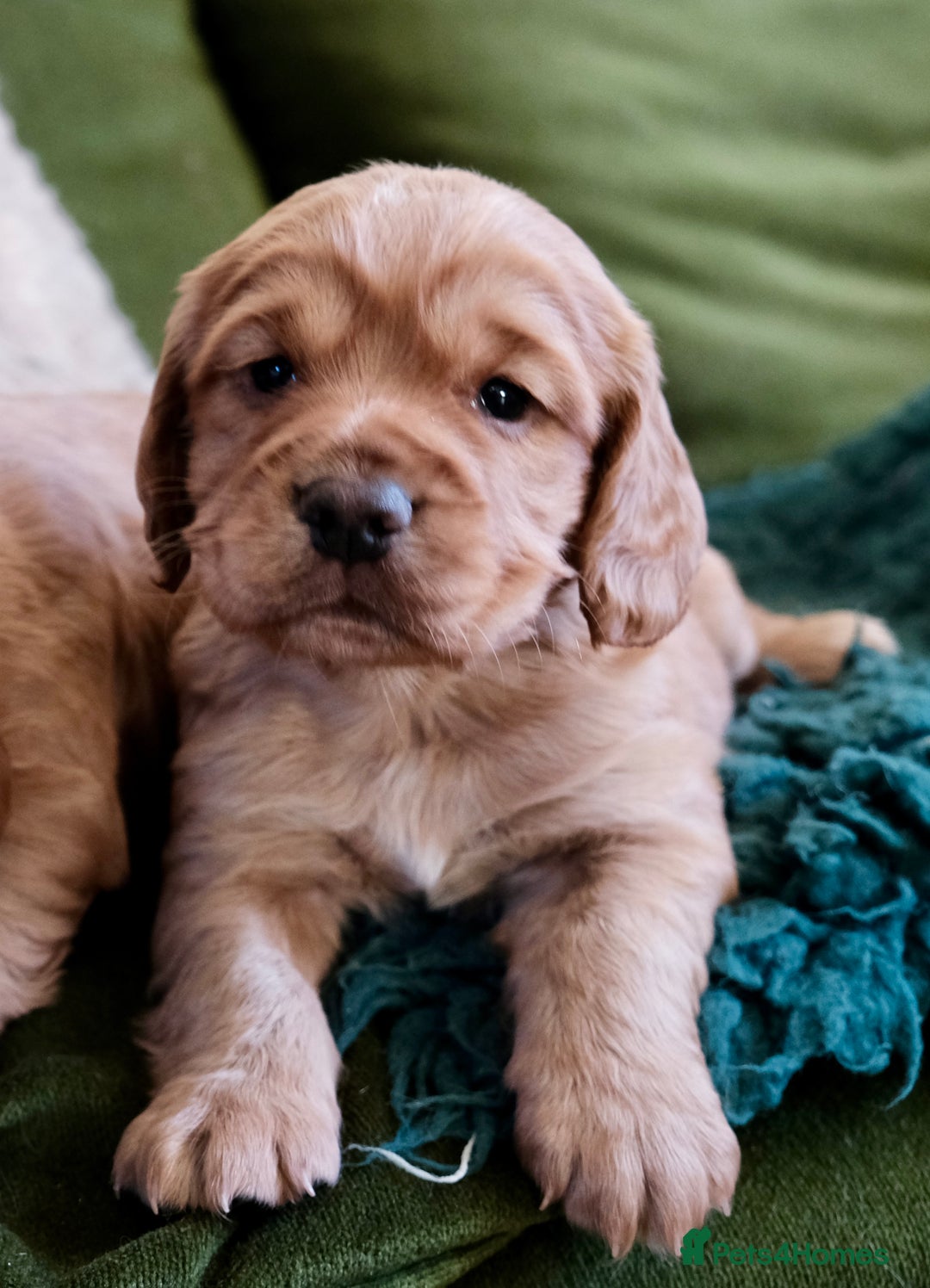 Cocker Spaniel dogs for sale: Golden / Red Working Cocker Puppy Kennel Club reg - Image 5