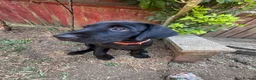 Labrador Retriever dogs for sale: Labrador Retriever KC puppies - Advert 12