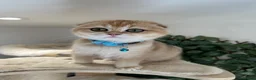 Scottish Fold cats for sale: Champion BL Stunning Scottish kittens  - Advert 25