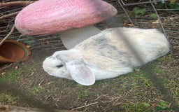 Mini Lop rabbits for sale: Male and female pet rabbits - Image 3