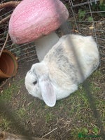 Mini Lop rabbits - Advert 16