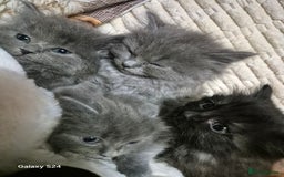 Ragdoll cats for sale: Ragdoll kittens  - Image 13