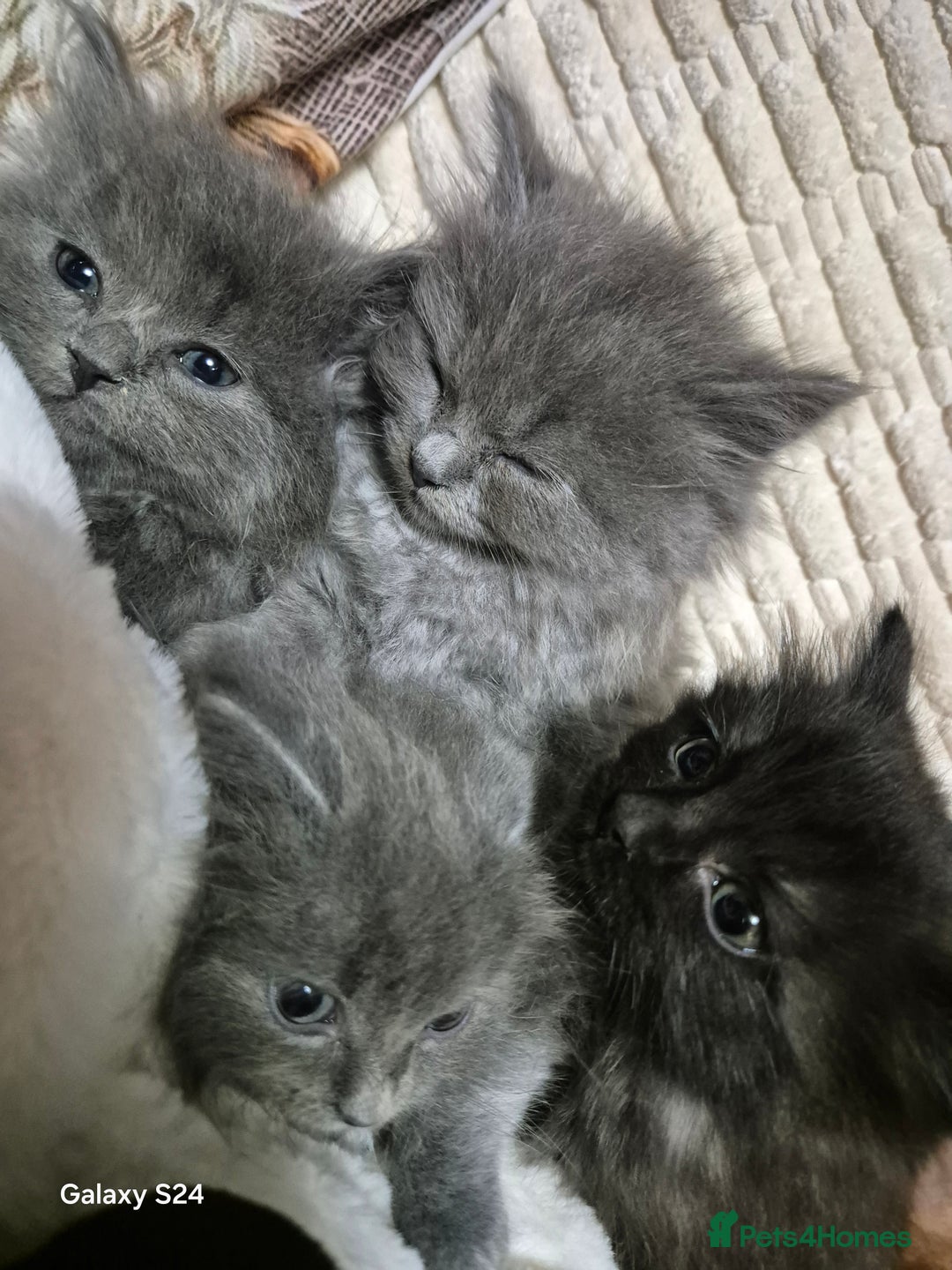 Ragdoll cats for sale: Ragdoll kittens  - Image 13