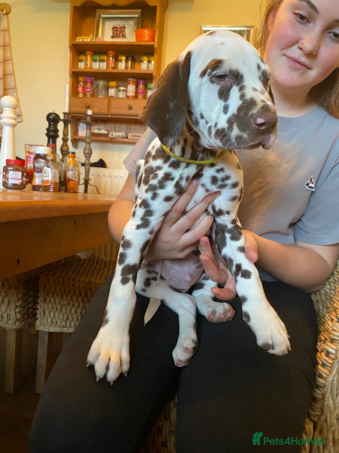 Dalmatian dogs for sale: Top quality show type Dalmatian pups 🐶  - Image 34