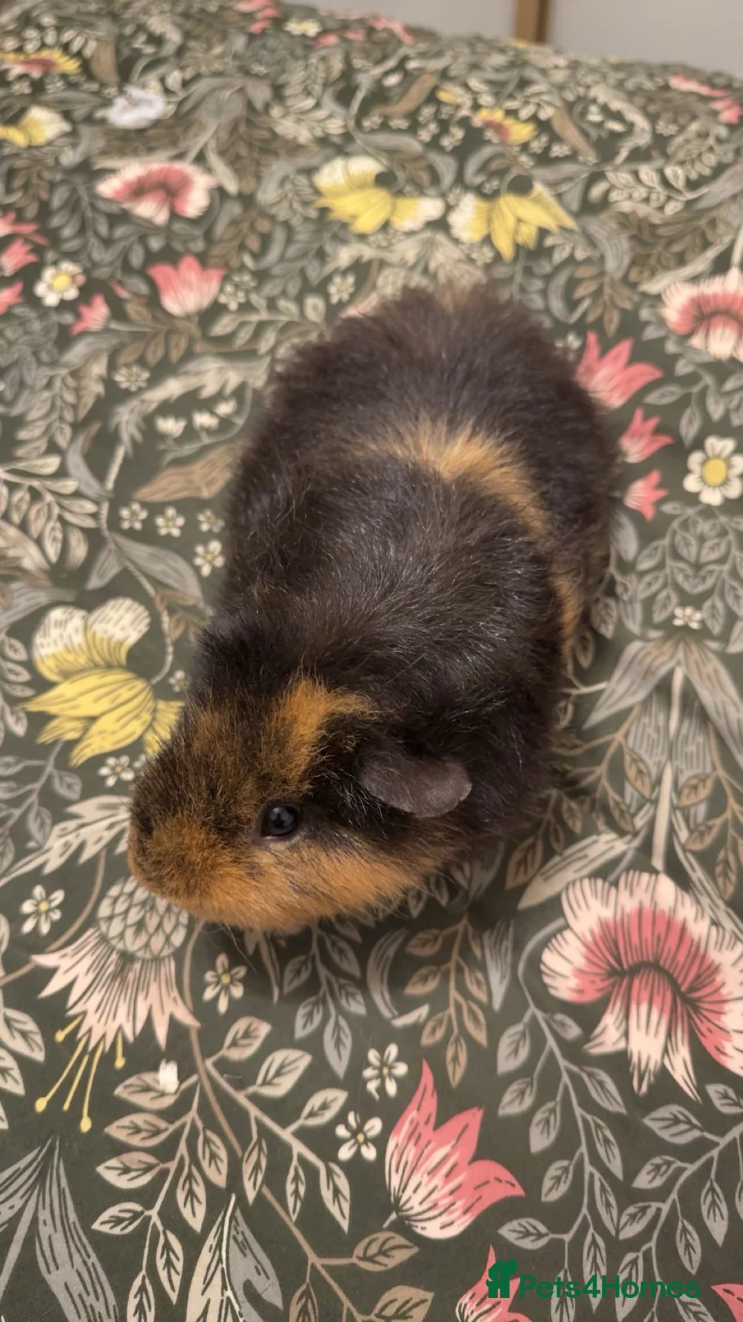 Guinea Pig rodents for sale: two 9month beautiful boys for sale - Advert 2