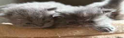 Persian cats for sale: Beautiful Persian kittens  - Advert 9