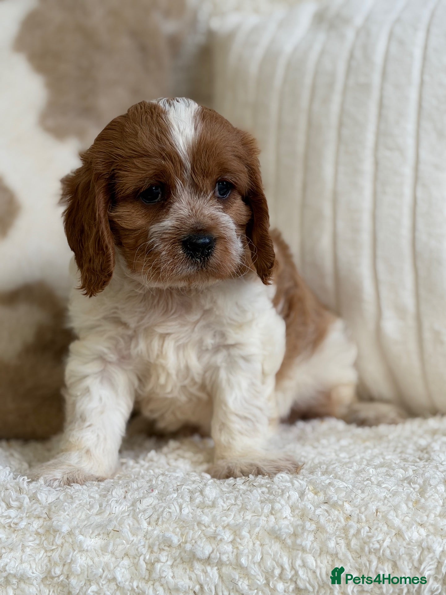 Cavapoochon dogs Beautiful Cavapoochon puppies  - Advert 5