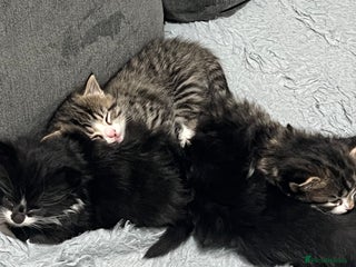 British Shorthair cats Gorgeous british shorthair kittens for sale 🐈 - Advert 7