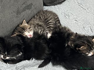 British Shorthair cats Gorgeous british shorthair kittens for sale 🐈 - Advert 13