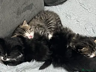 British Shorthair cats Gorgeous british shorthair kittens for sale 🐈 - Advert 19