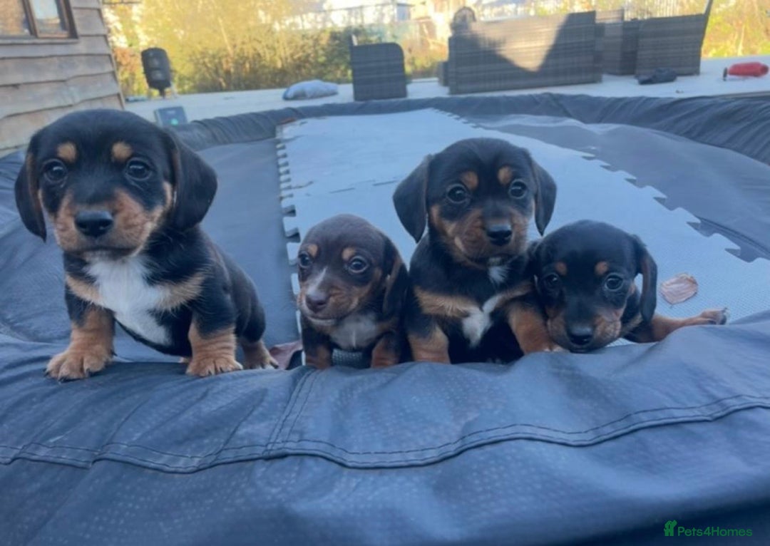 Dachshund dogs for sale: Miniature Dachshunds  - Advert 3