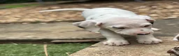 Dalmatian dogs for sale: Last one Beautiful KC Registered Dalmatian Puppie  - Advert 8