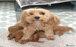 Mixed Breed dogs for sale: Cotonoodle/Cotonpoos health tested parents - Image 4