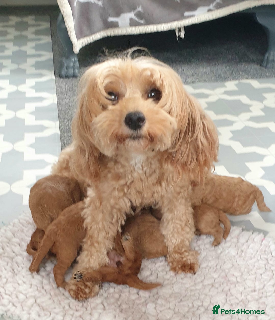 Mixed Breed dogs for sale: Cotonoodle/Cotonpoos health tested parents - Image 4