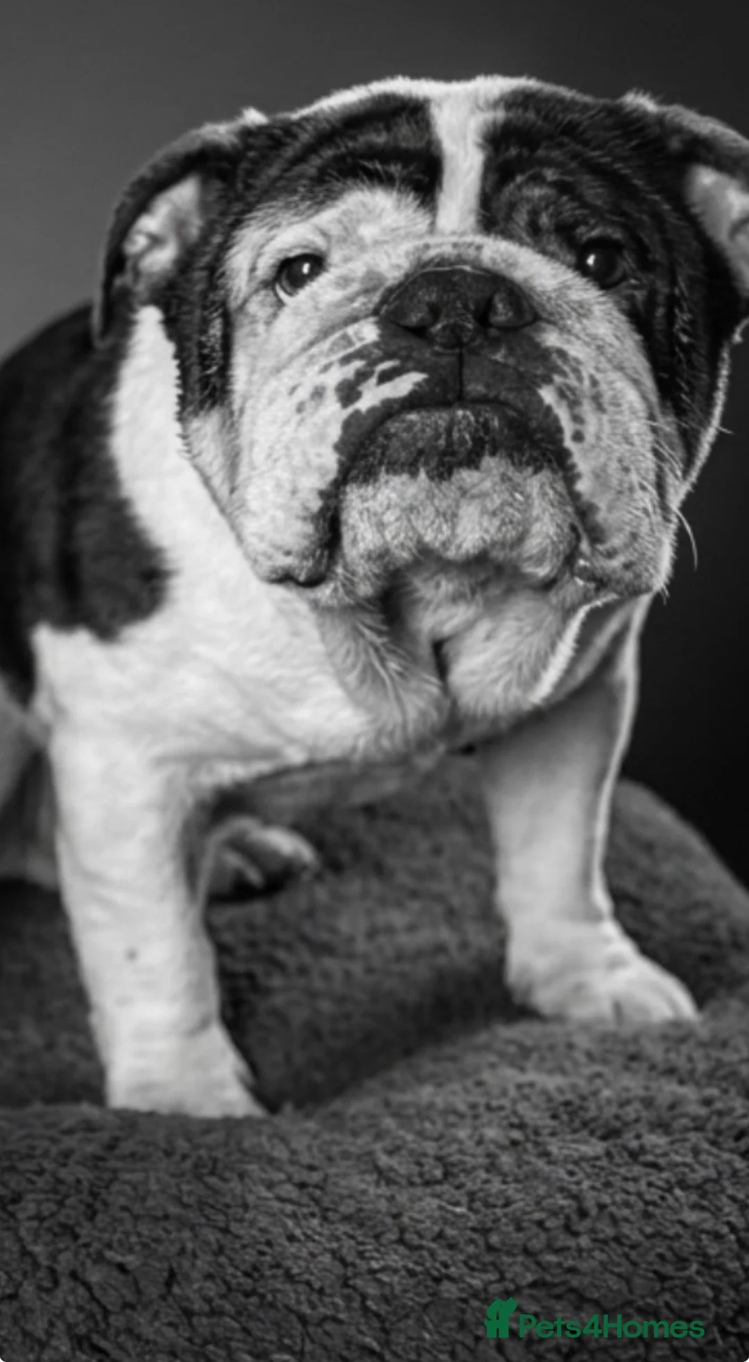 English Bulldog dogs for sale: Adult bulldog looking for new home - Advert 2