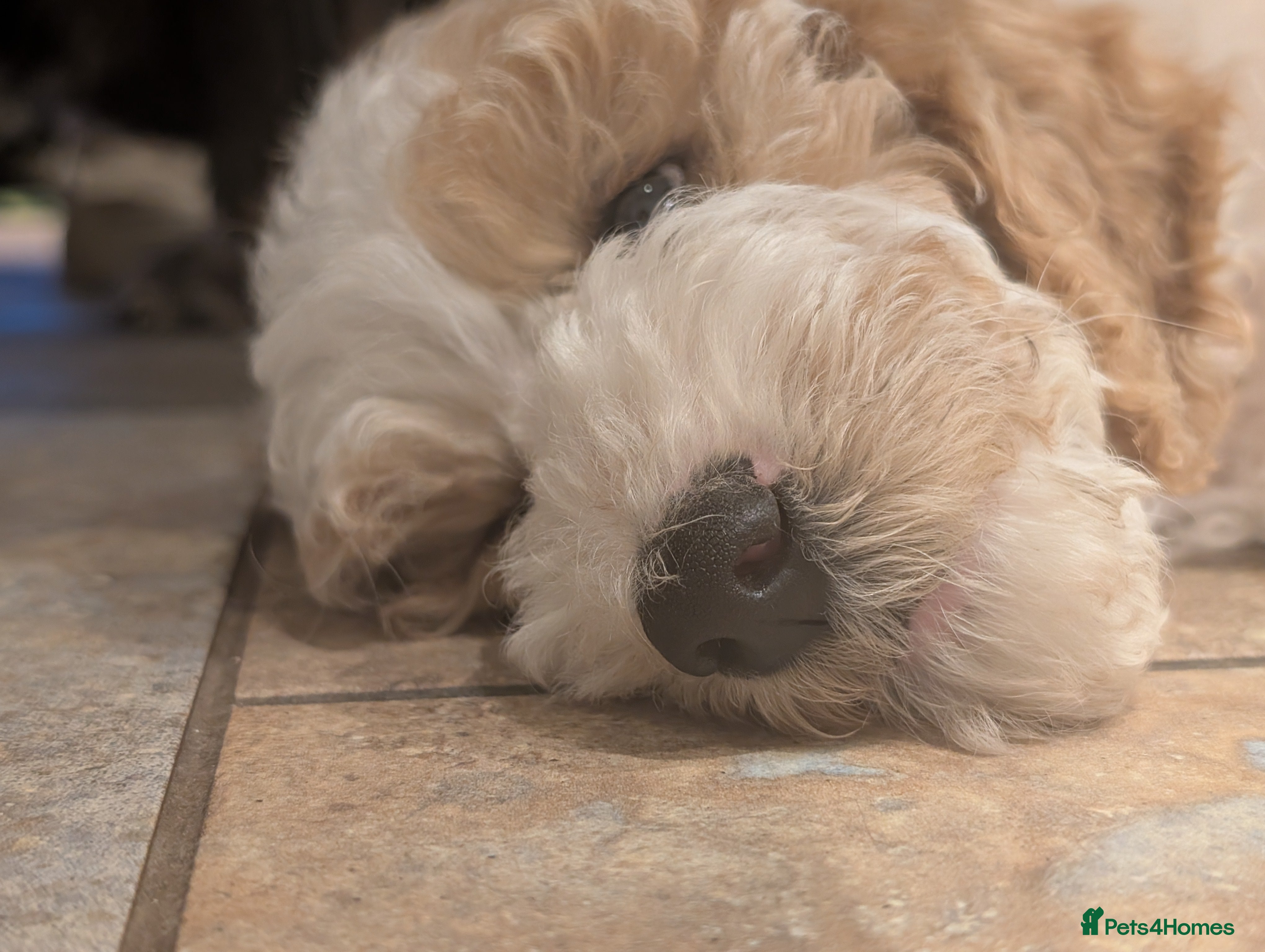 Goldendoodle dogs 🐾 Beautiful Standard Goldendoodle Puppies 🐾 - Advert 2