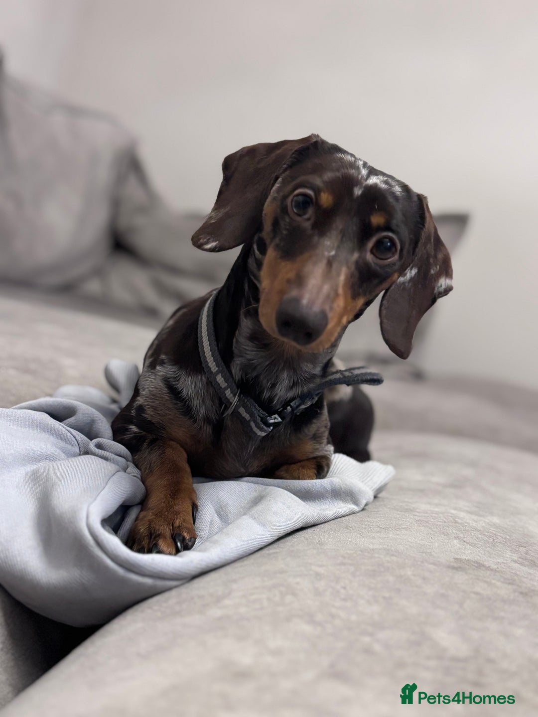 Miniature Dachshund dogs for sale: Rehoming x2 dachshunds  - Advert 3