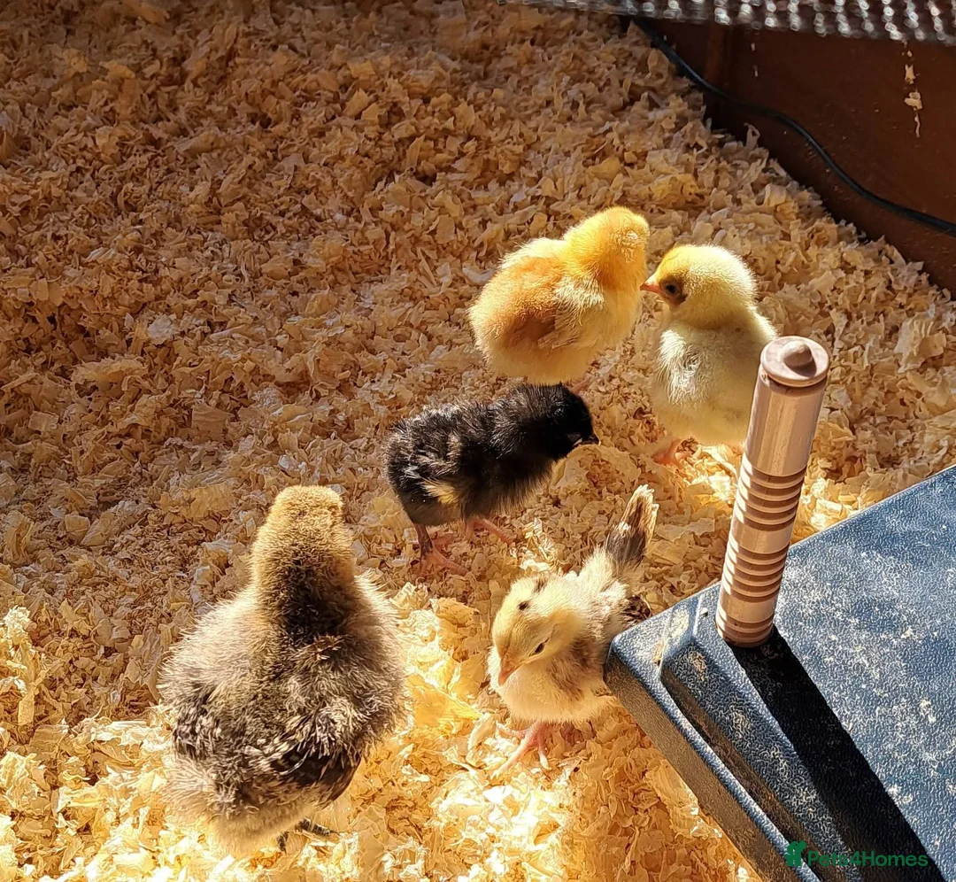 Chickens poultry for sale: Pekin Bantam chicks, silkies and seramas  - Advert 2