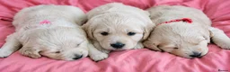 Golden Retriever dogs for sale: Girls Cream Golden Retriever  - Advert 3